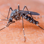 <strong>What is chikungunya fever and its causes?</strong>
